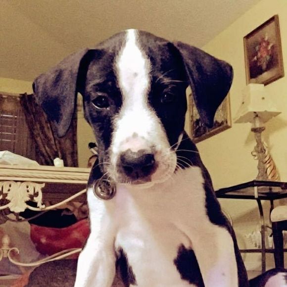 Meet your Posher, Briana - Picture 1 of 1